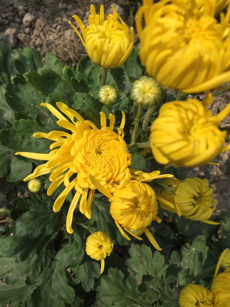 金丝皇菊