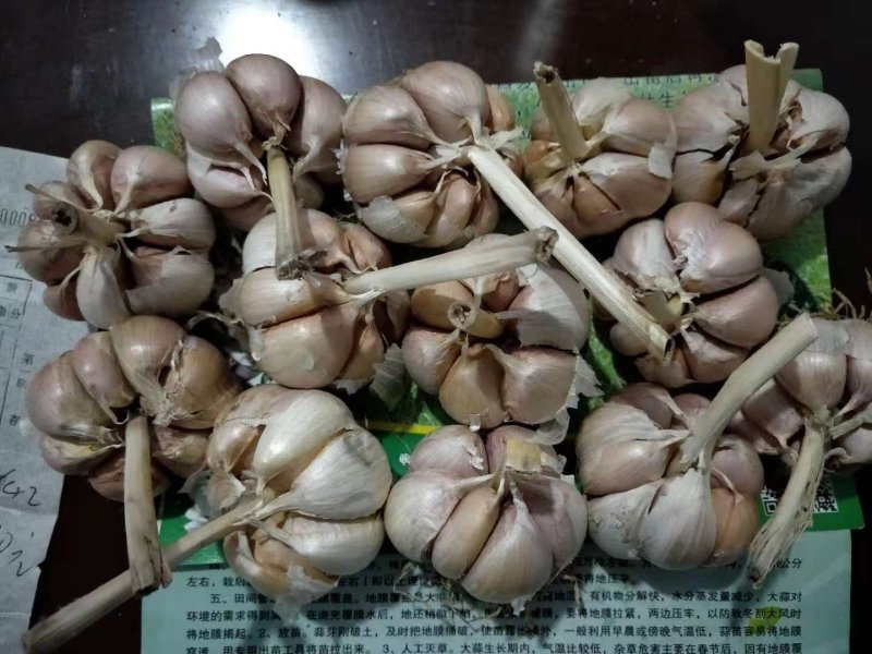 大蒜种子批发，红皮大蒜种子，白皮大蒜种子，蒜苗种子招代理