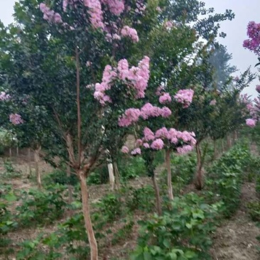 紫薇，泡榆500每棵