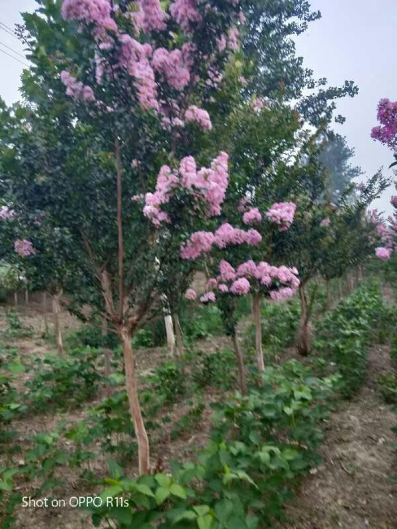 紫薇，泡榆500每棵