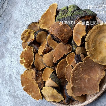 正宗野生桑黄和野生干重楼随时有货，需要的老板联系我。