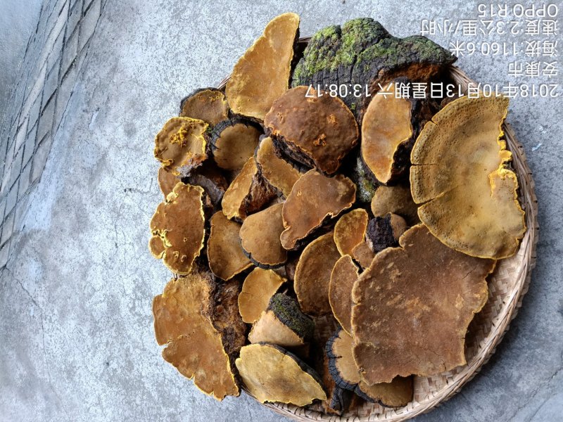 正宗野生桑黄和野生干重楼随时有货，需要的老板联系我。
