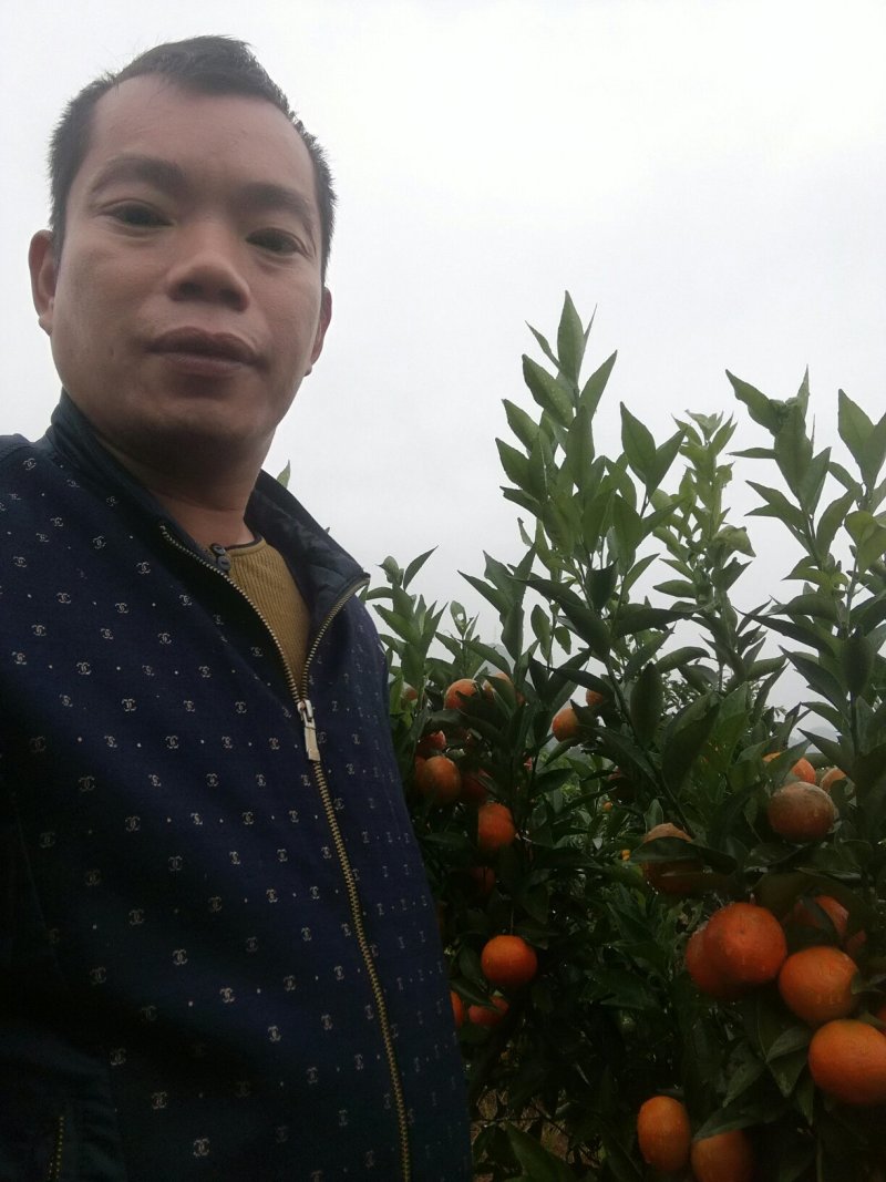 脆皮金桔