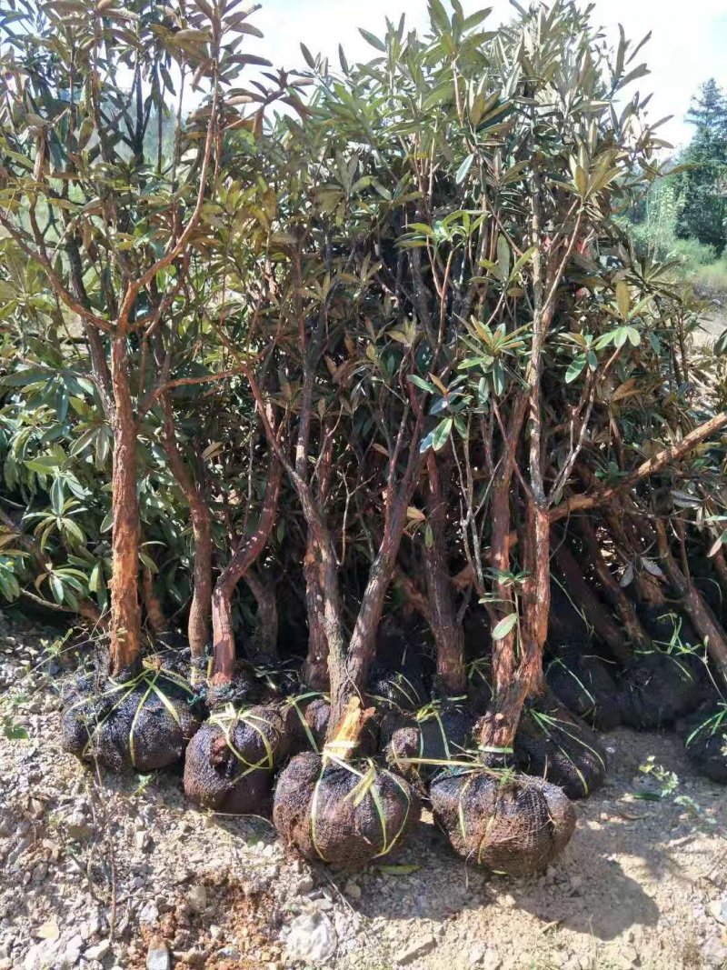 高山杜鹃
