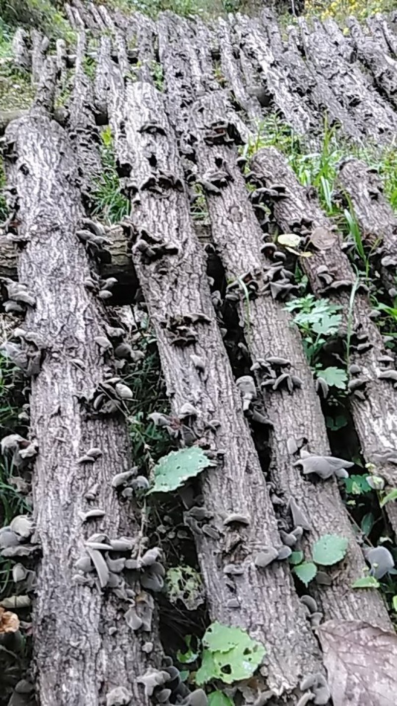 促销椴木黑木耳秦岭农家露天仿野生种植药食同源春秋干木耳