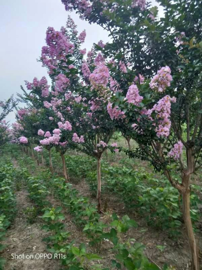 紫薇十公分140元每棵，泡榆15公分1300元每棵