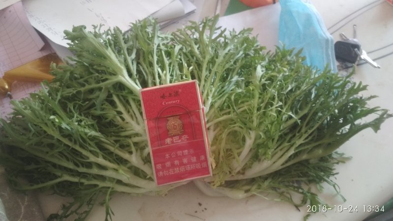 诚信经营精品小狗牙菊花苦苣，苦菊，碎叶苦菊