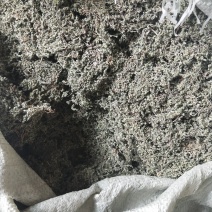 鹅不食草