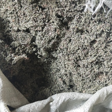 鹅不食草