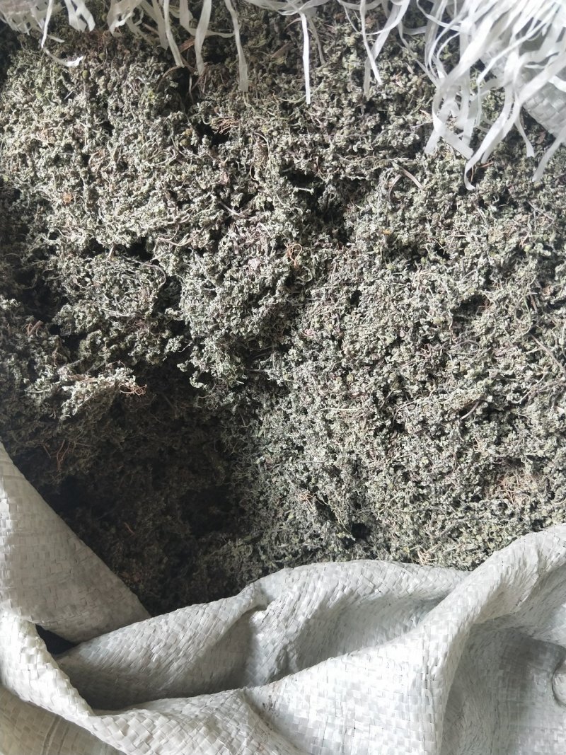 鹅不食草