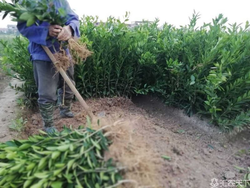 蜜桔苗，早熟宫川苗，普早裸根苗，批发地头价，苗圃直供。