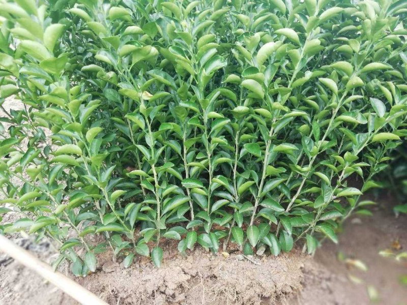 蜜桔苗，早熟宫川苗，普早裸根苗，批发地头价，苗圃直供。