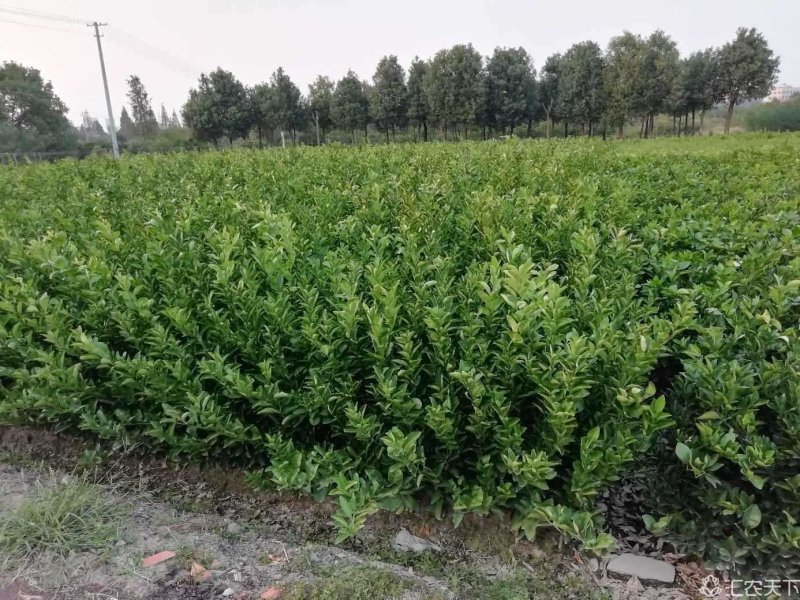 蜜桔苗，早熟宫川苗，普早裸根苗，批发地头价，苗圃直供。