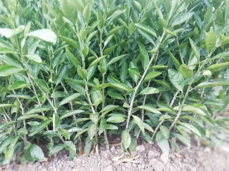 蜜桔苗，早熟宫川苗，普早裸根苗，批发地头价，苗圃直供。