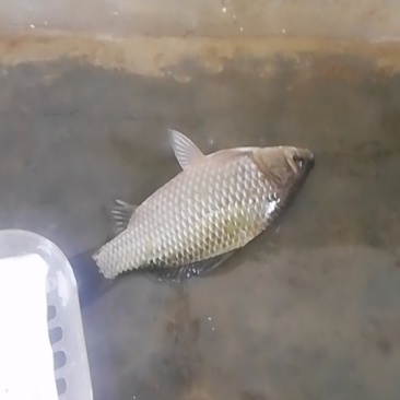 草鱼，鲫鱼，裸斑