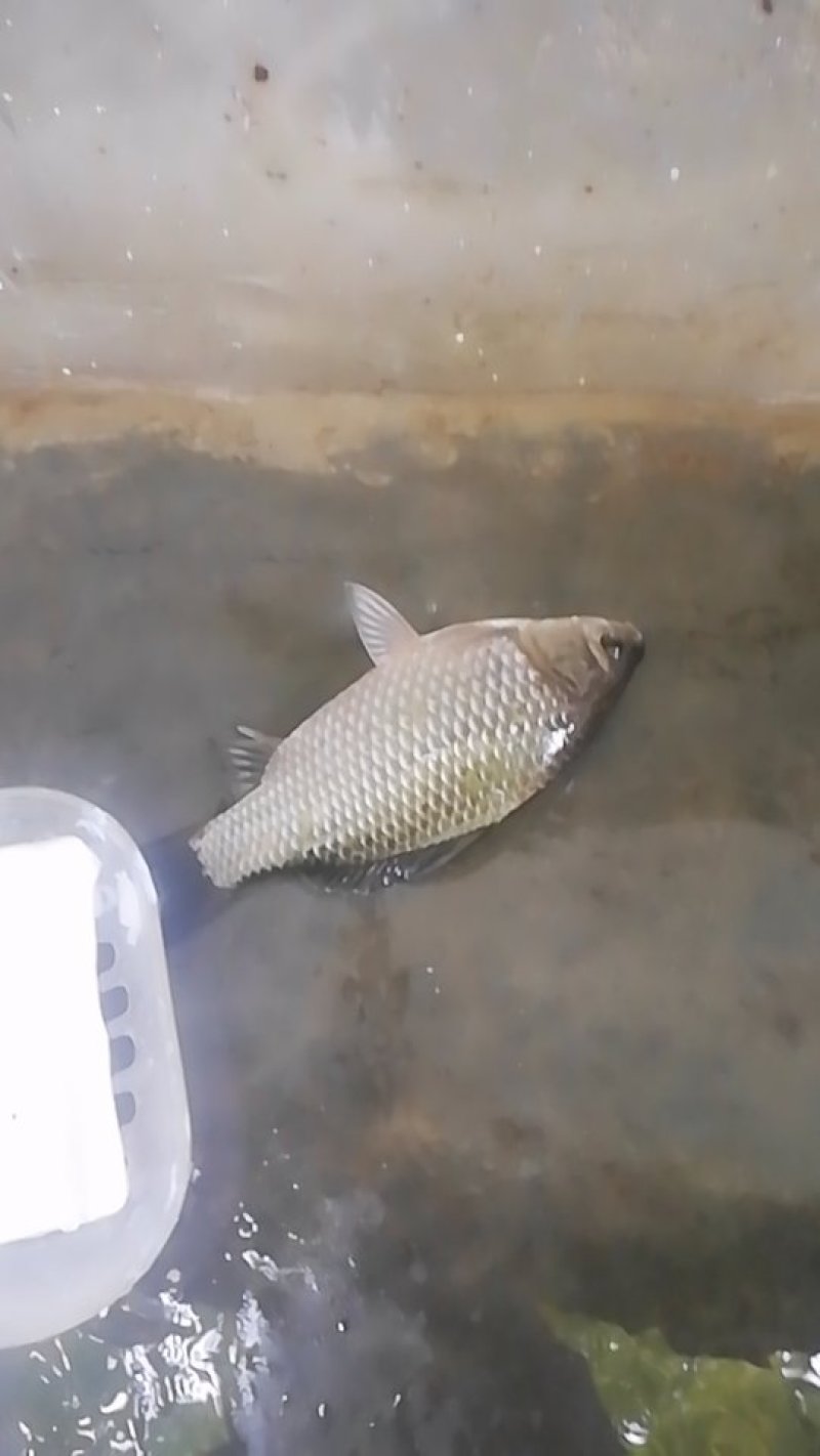 草鱼，鲫鱼，裸斑
