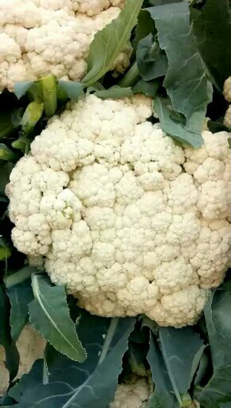 河北邯郸有机花菜诚信经营合作共赢。