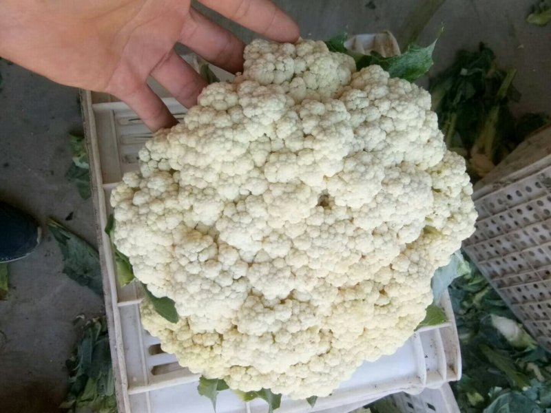 河北邯郸有机花菜诚信经营合作共赢。