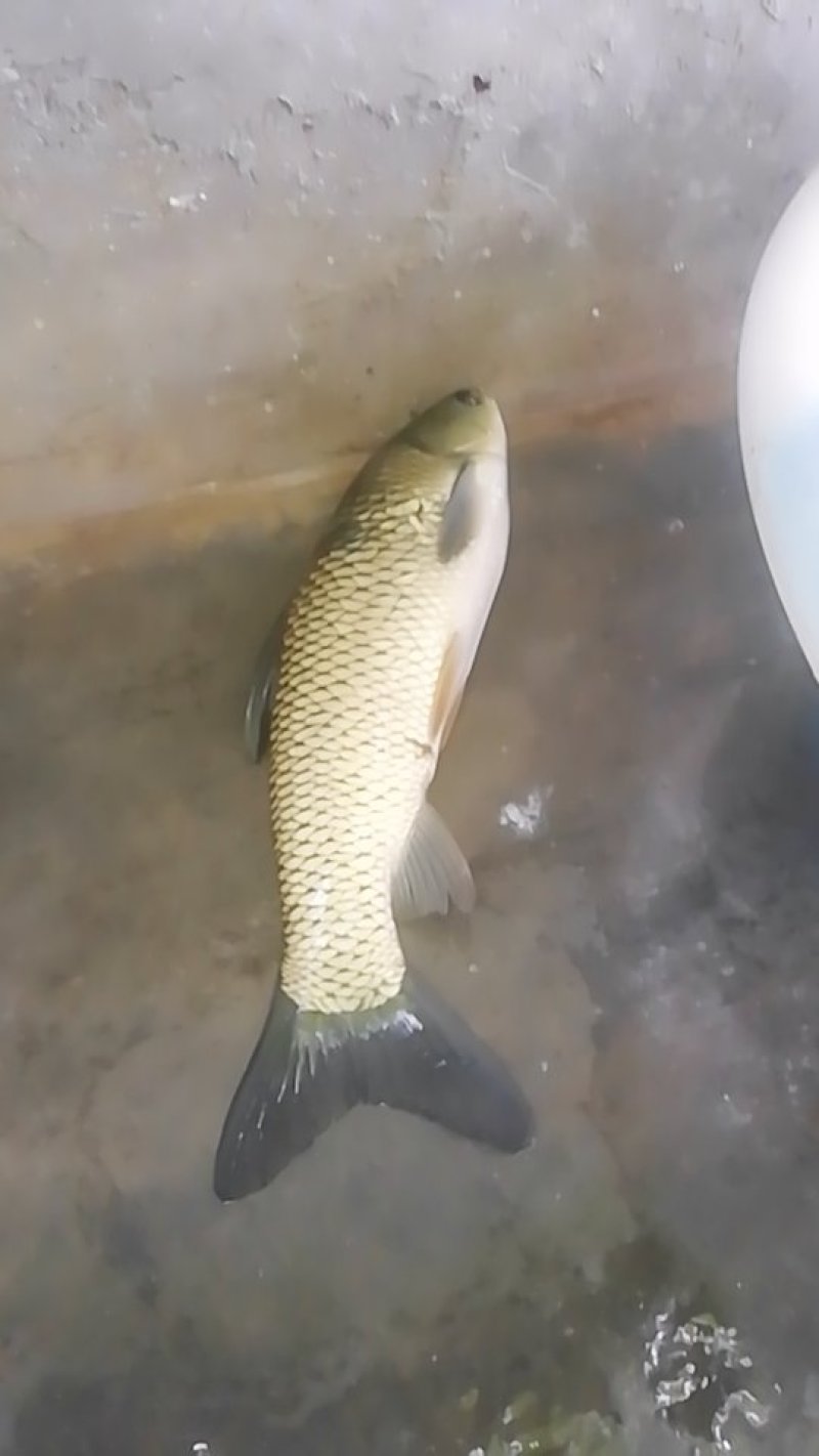 草鱼，鲫鱼，裸斑