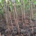 通草苗湖南湘西大通草苗质量保证可线上交易20-50cm