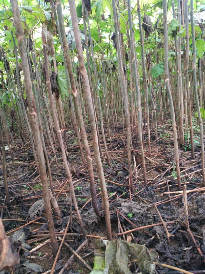 通草苗湖南湘西大通草苗质量保证可线上交易20-50cm