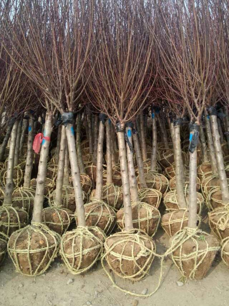 500亩榆叶梅苗木大户专供，榆叶梅规格全，数量大，价格优