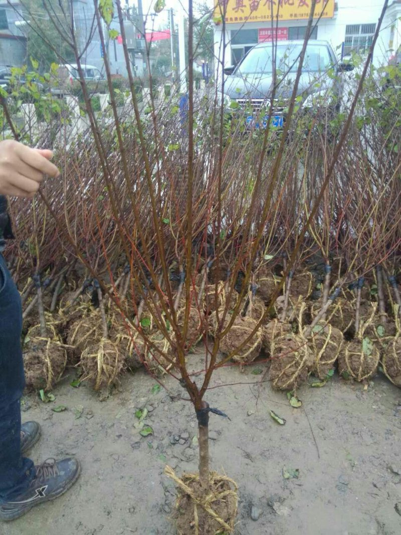 500亩榆叶梅苗木大户专供，榆叶梅规格全，数量大，价格优