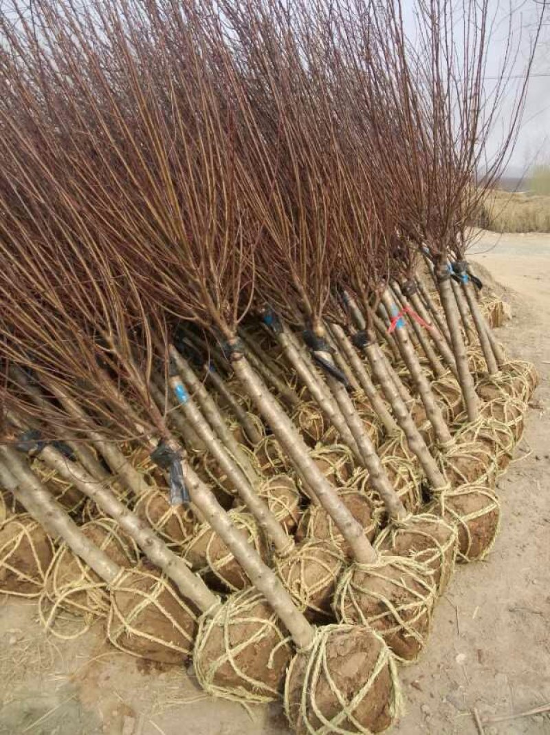 500亩榆叶梅苗木大户专供，榆叶梅规格全，数量大，价格优