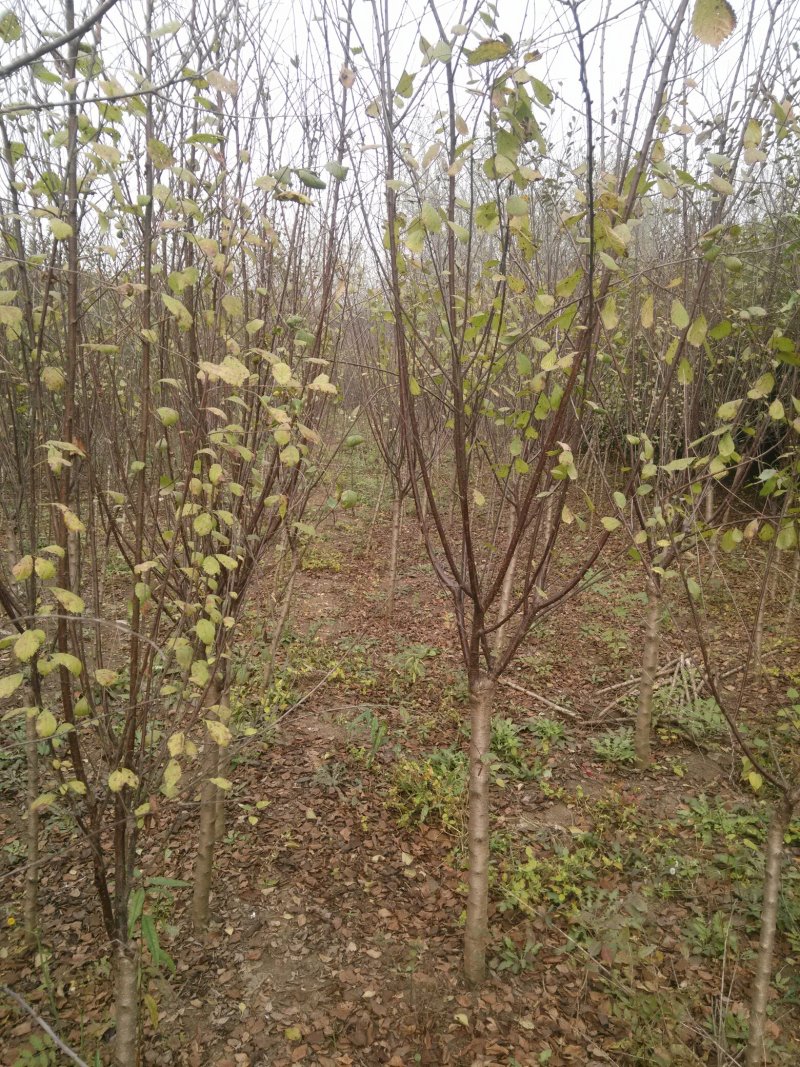 500亩榆叶梅苗木大户专供，榆叶梅规格全，数量大，价格优