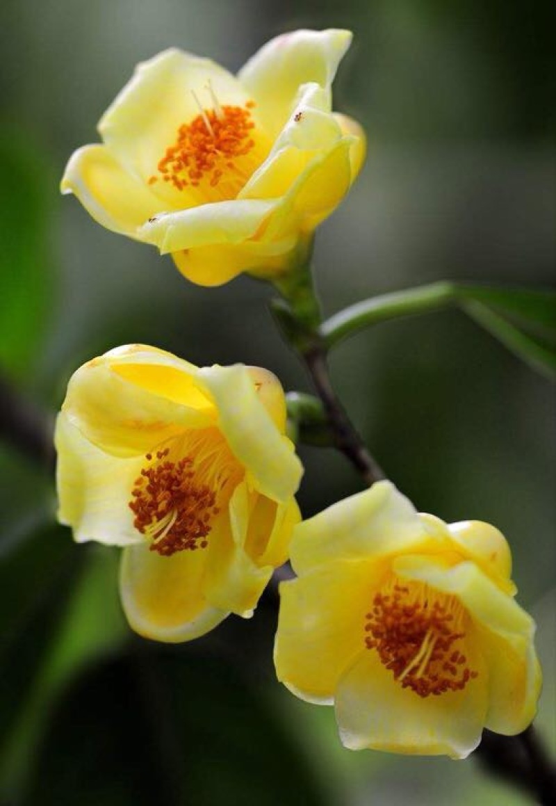 金花茶树苗20~30cm