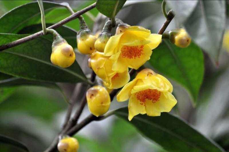 金花茶树苗20~30cm