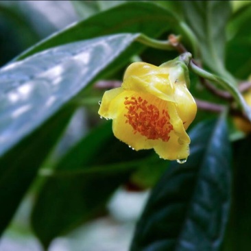 金花茶树苗20~30cm