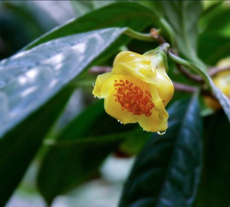 金花茶树苗20~30cm
