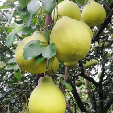 江永香柚