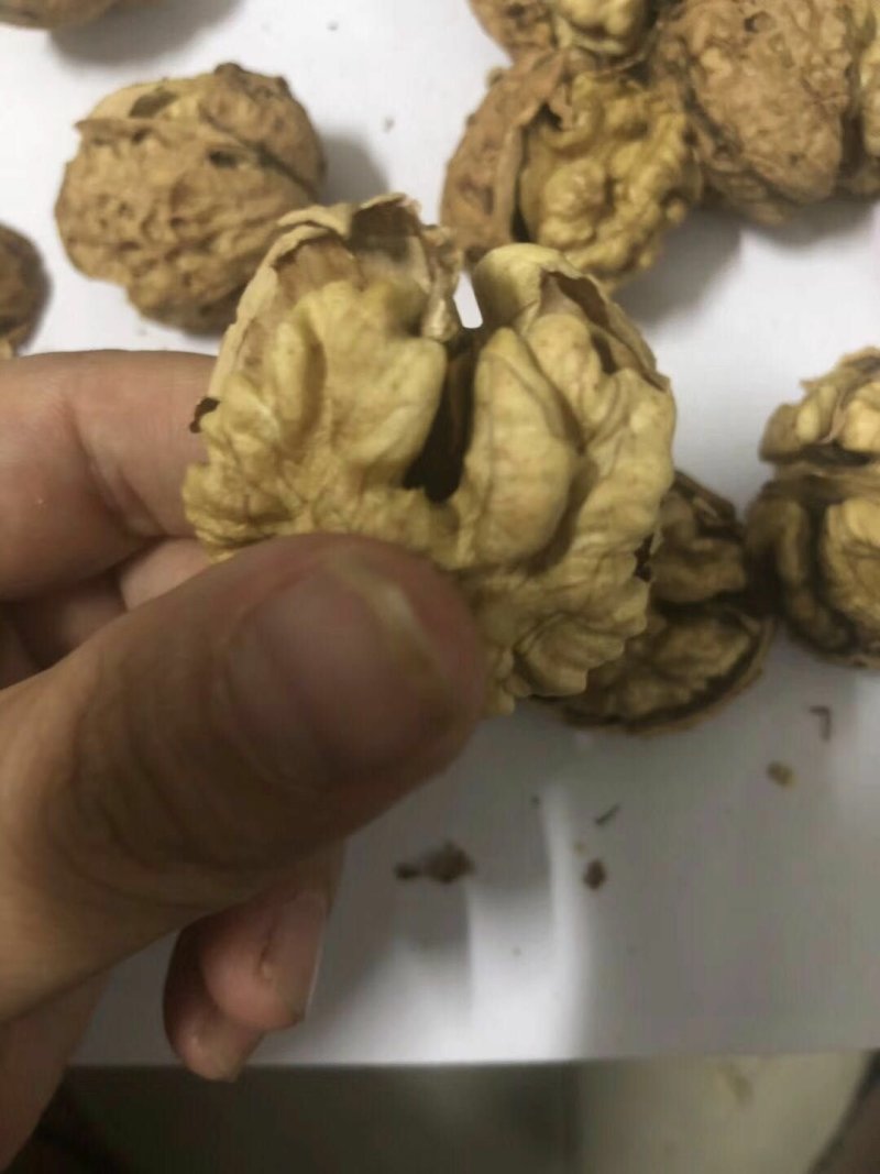 云南大麻子纸皮核桃