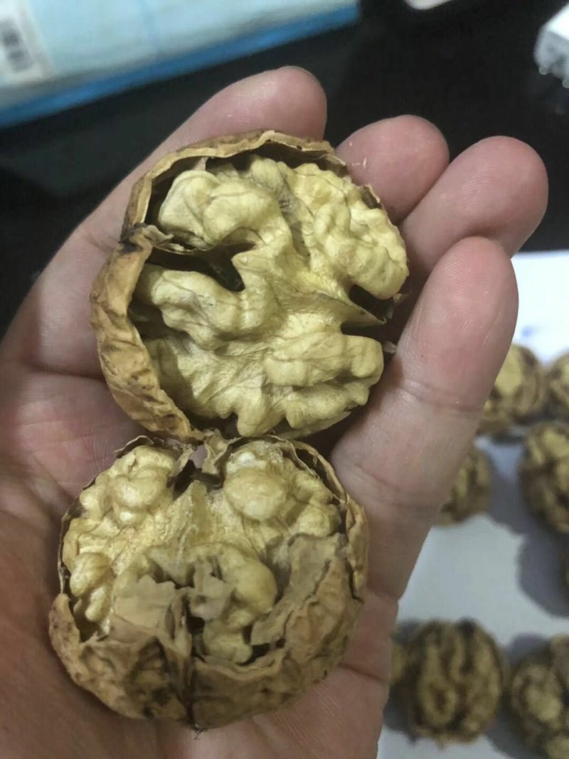 云南大麻子纸皮核桃