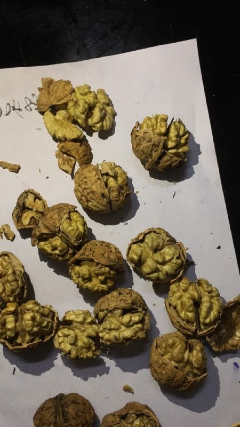 云南大麻子纸皮核桃
