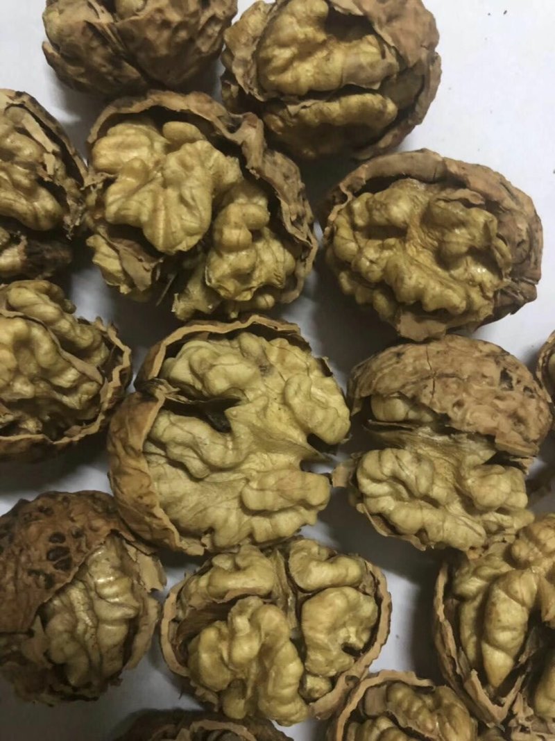 云南大麻子纸皮核桃