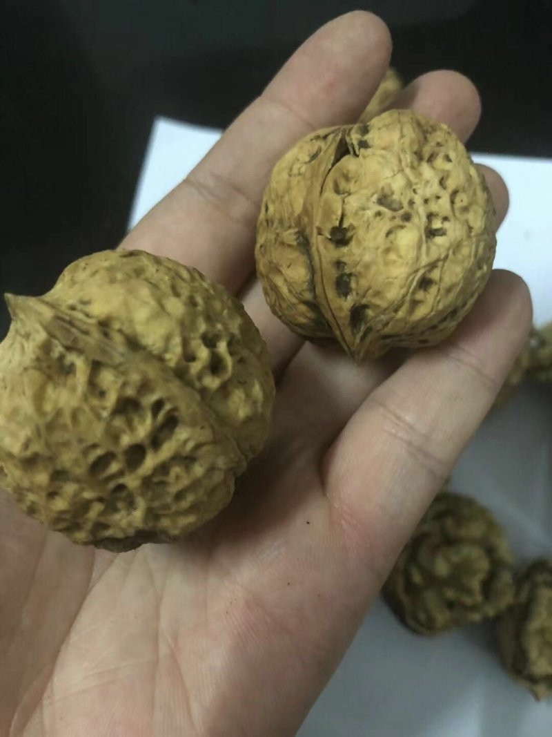 云南大麻子纸皮核桃