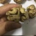 云南大麻子纸皮核桃
