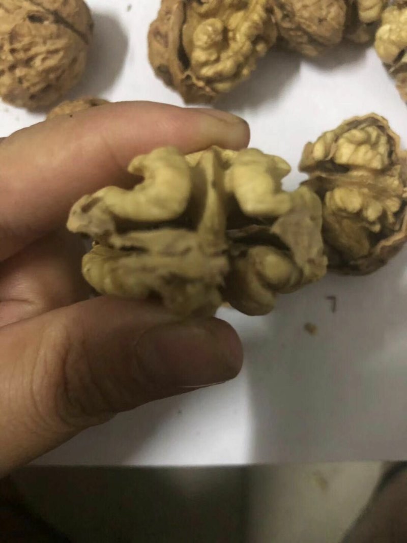 云南大麻子纸皮核桃