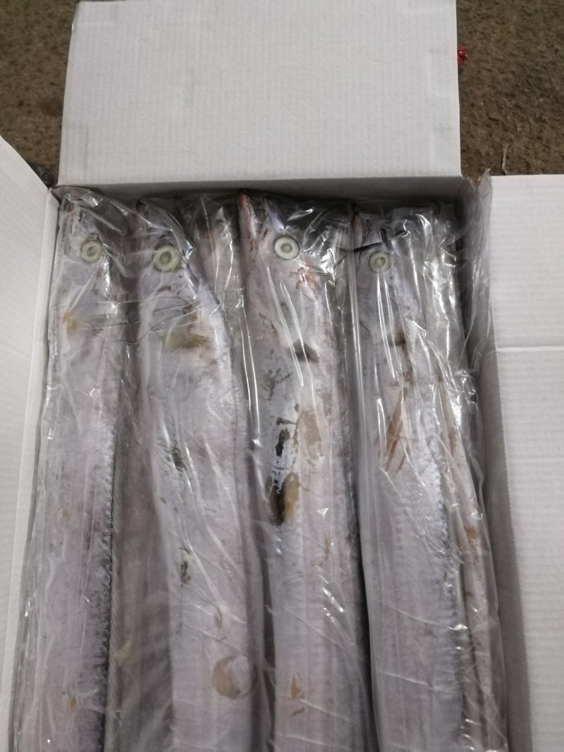 大连精品带鱼