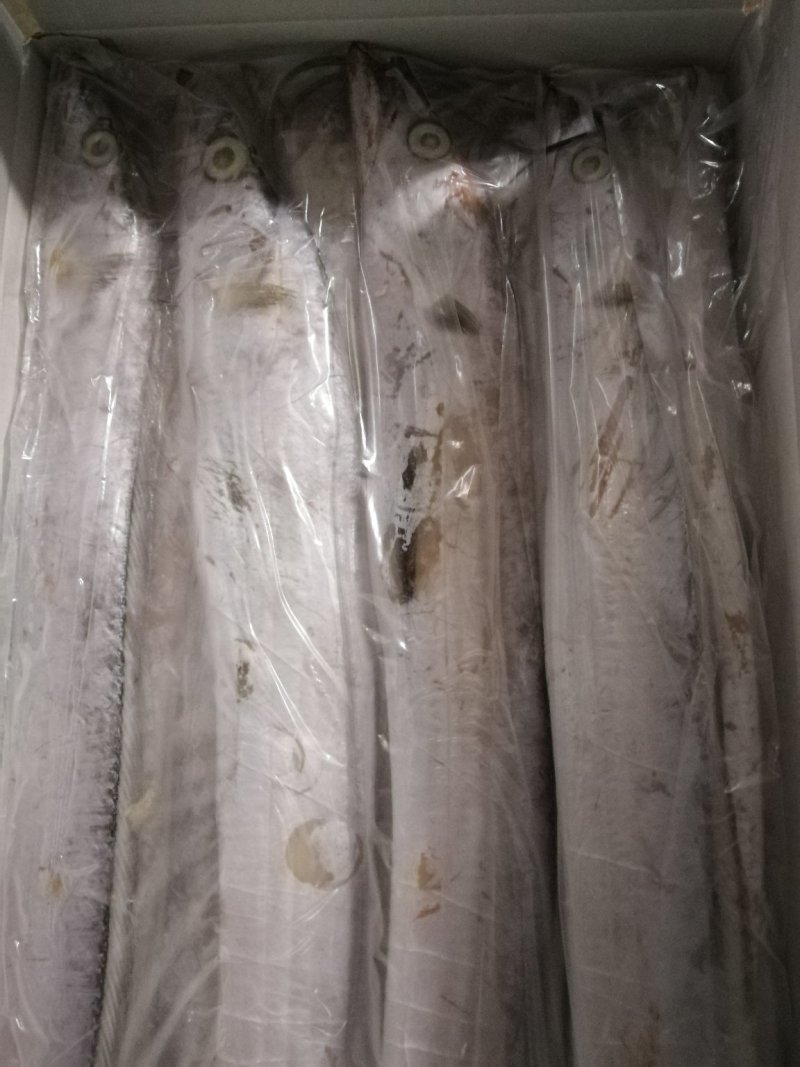大连精品带鱼