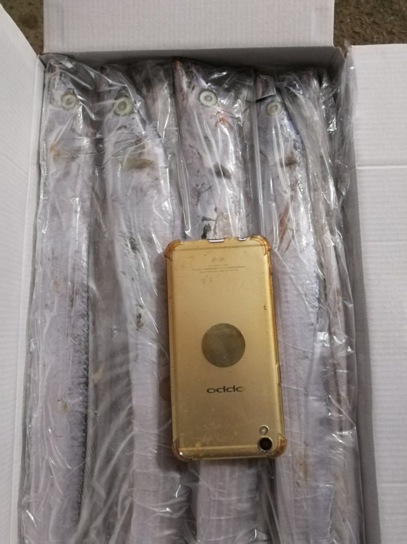 大连精品带鱼