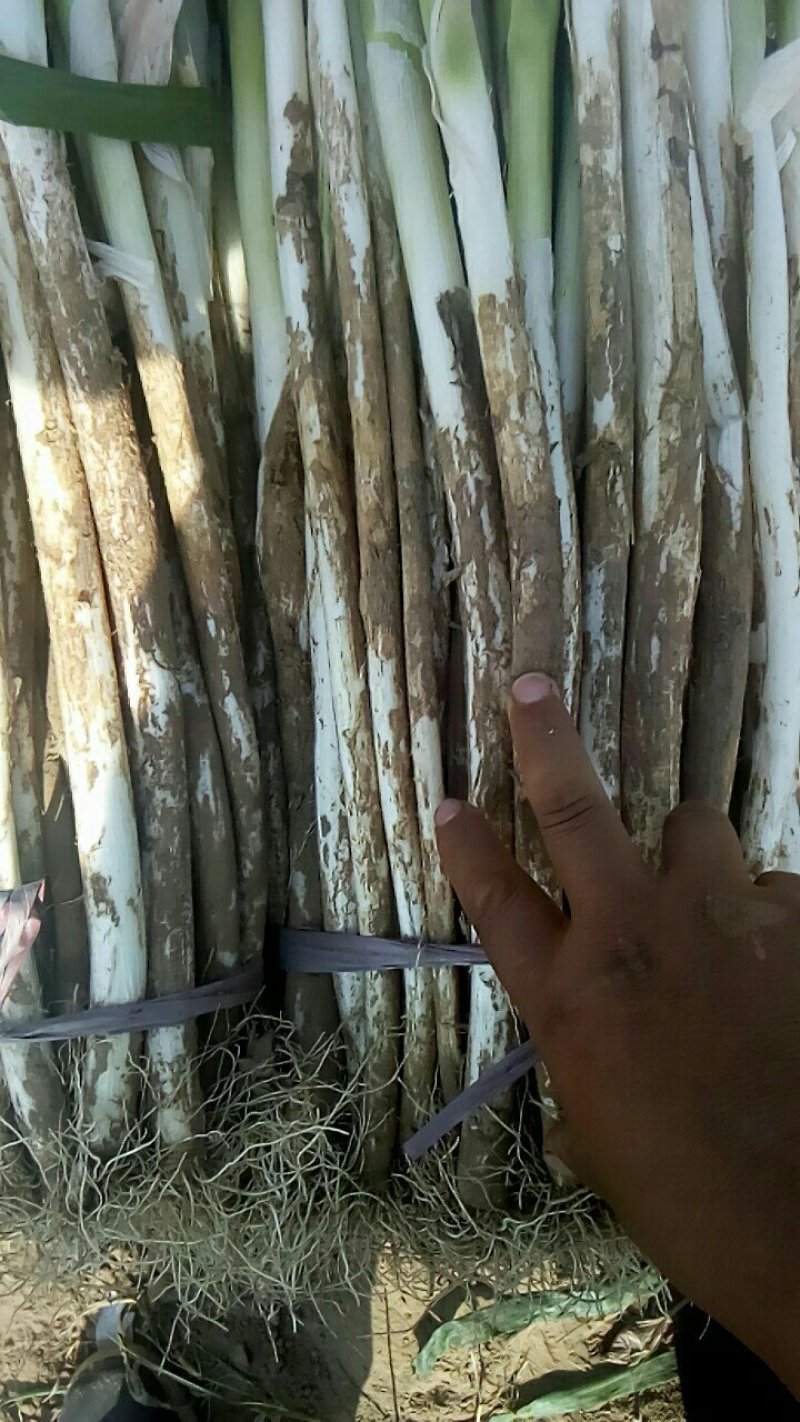 葱蒜类长白大葱铁杆大葱毛葱现货大量出售供应