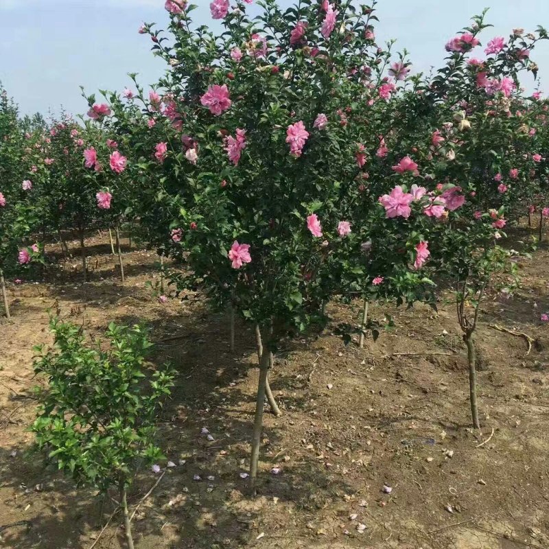 优质木槿，丛生木槿量大低价供应，木槿规格全面，全国直发