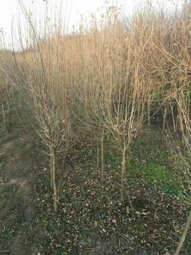 优质木槿，丛生木槿量大低价供应，木槿规格全面，全国直发