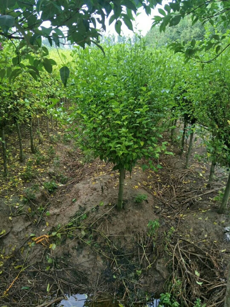 优质木槿，丛生木槿量大低价供应，木槿规格全面，全国直发