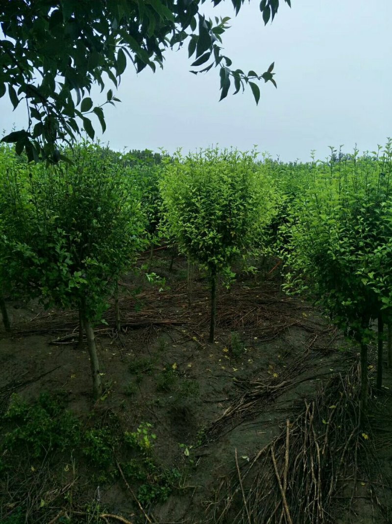 优质木槿，丛生木槿量大低价供应，木槿规格全面，全国直发
