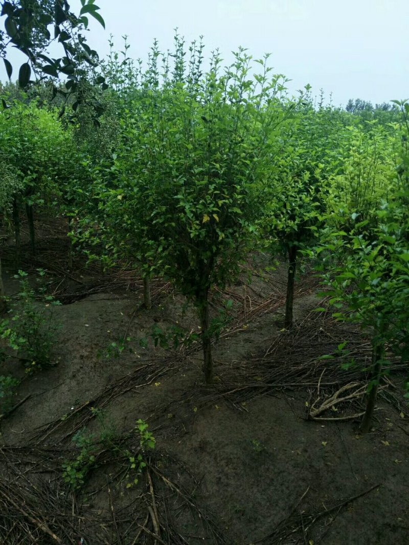 优质木槿，丛生木槿量大低价供应，木槿规格全面，全国直发